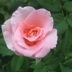 Attar of Roses Natural Perfume