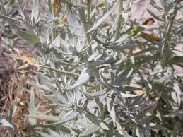 Owyhee Essential Oil - Peach Artemisia (Artemisia Ludoviciana)