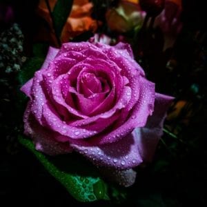 Attar Of Roses Apogee