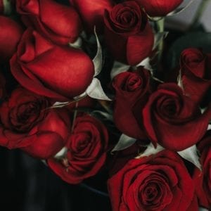 Solid Rose