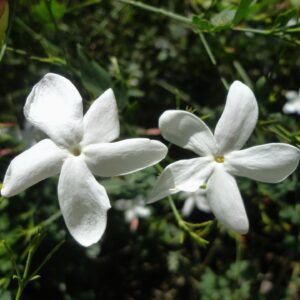 Organic Jasmine Hydrosol