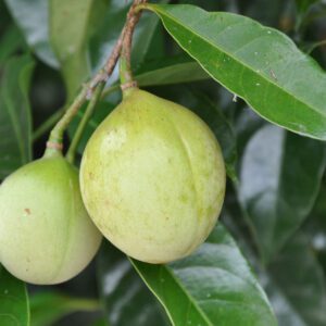 Nutmeg